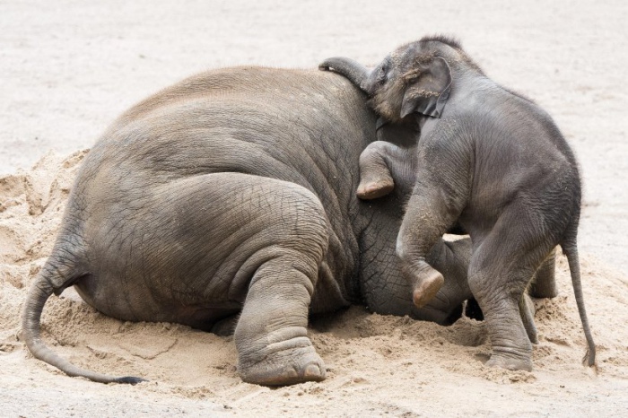 Am 12. August ist Welt-Elefanten Tag