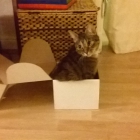 Meine kleine Karton-Kat...