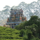 Tempel & Tee in Sri Lan...