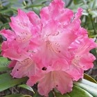 Great Laurel Rhododendr...
