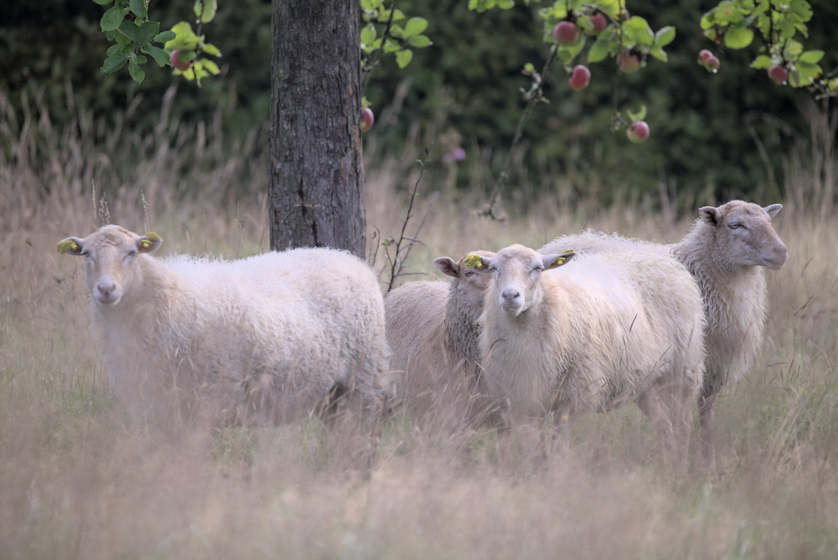 Meet the sheep! Hier unsere 4 Ouessantmädels.