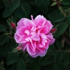 Taif rose