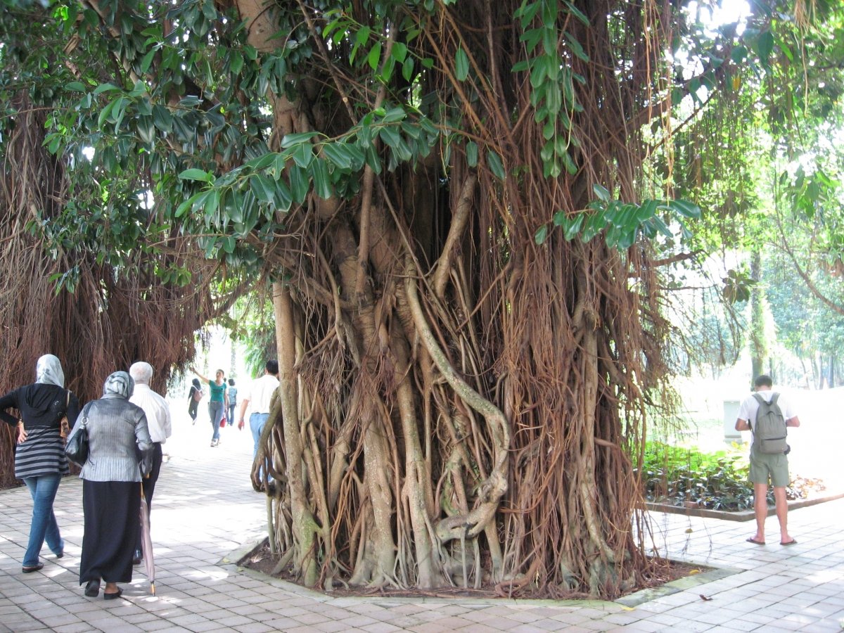 uralte Bäume in Malaysia