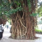 uralte Bäume in Malays...