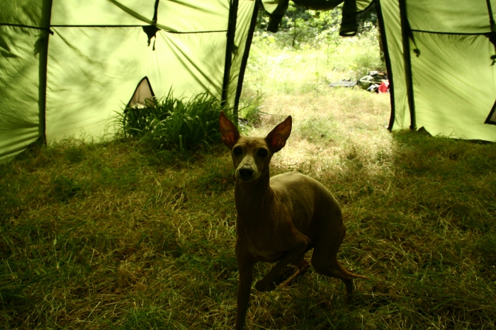 My dog interrupting the process of putting up the tent ;)