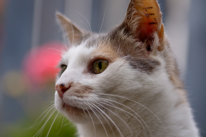 Unvergessen: Mylady Tapsi , unsere große Katzenliebe