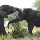 Elefantenkampf im Ngoro...
