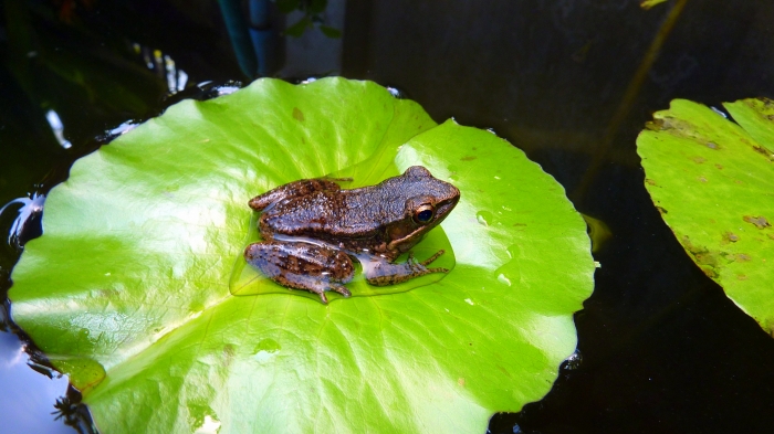 Mini Frosch badet sich auf einem Seerosenblatt - Lake Toba, Sumatra