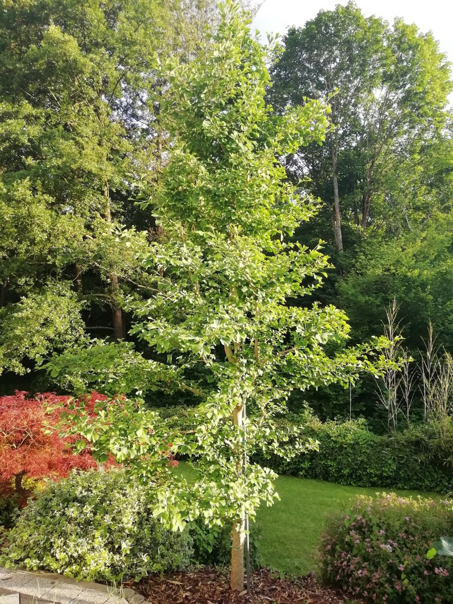 Ginkgo Baum aus einem 5cm honen Setzling. Vor etwa 15 Jahren von unserem Sohn gepflanzt