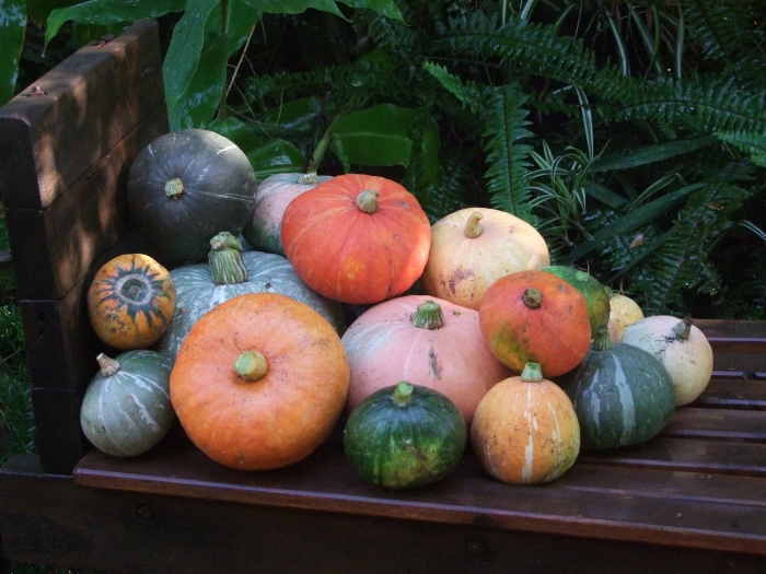 Beautiful pumpkins