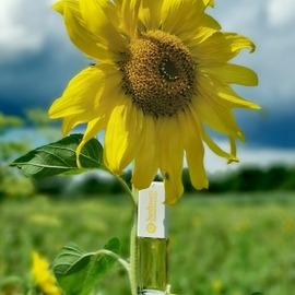 Sunflowers (Eau de Toilette) by Elizabeth Arden