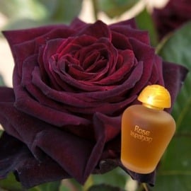 Die Baccara-Rose die dem Duft Rose Ispahan alle Ehre macht.