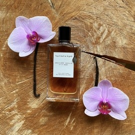 Collection Extraordinaire - Orchidée Vanille - Van Cleef & Arpels