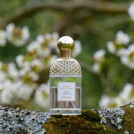Pivoine (Eau de Parfum) - Fragonard