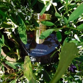 Splendida - Magnolia Sensuel - Bvlgari