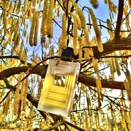Les Compositions Parfumées - Gold - Lalique