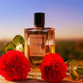 Die Rose Velours mit Blüten der Leonardo da Vinci-Rose in der Morgensonnne