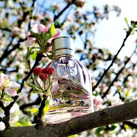 Eine meiner Lieblingsrosen in den Apfelblüten, zum Glück bei Sonnenschein! 🌞🌹🍏🌸