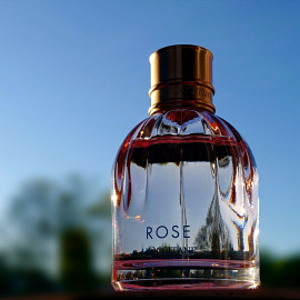 Die südfranzösische Rose in der hessischen Abendsonne ....