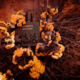 Habanita (2012) (Eau de Parfum) - Molinard