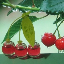 Cherry in the Air - Escada