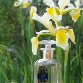 Iris des Champs (Eau de Parfum) - Houbigant