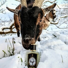 Wenn die Ziegen zum Bilder machen mit gehen.. 😀 dem Peterchen gefällt die Schnee-Eule 🐐🦉    Ihr lieben Parfumos! Vielen herzlichen Dank für Eure super lieben Worte! ❤️