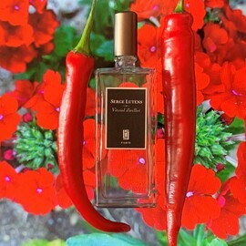 Bois Bélize Intense - Nicolaï / Parfums de Nicolaï