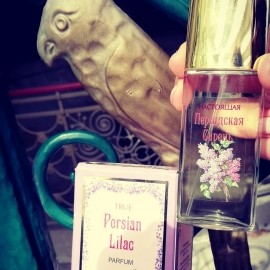 Lilas Persan / True Persian Lilac - Nóvaya Zaryá / Новая Заря
